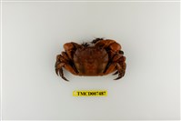 藏品(硬毛假方蟹)的圖片